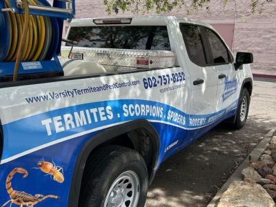 The Difference between Pest Control Companies and Termite Control Companies
