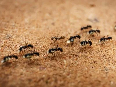 Start-of-Year Pest Control Checklist for Arizona Homes