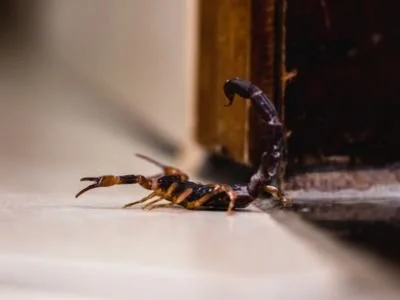 3 Ways to Repel Scorpions