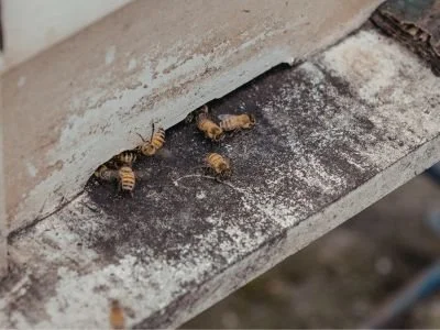How to Prevent Bees From Nesting in Your Home