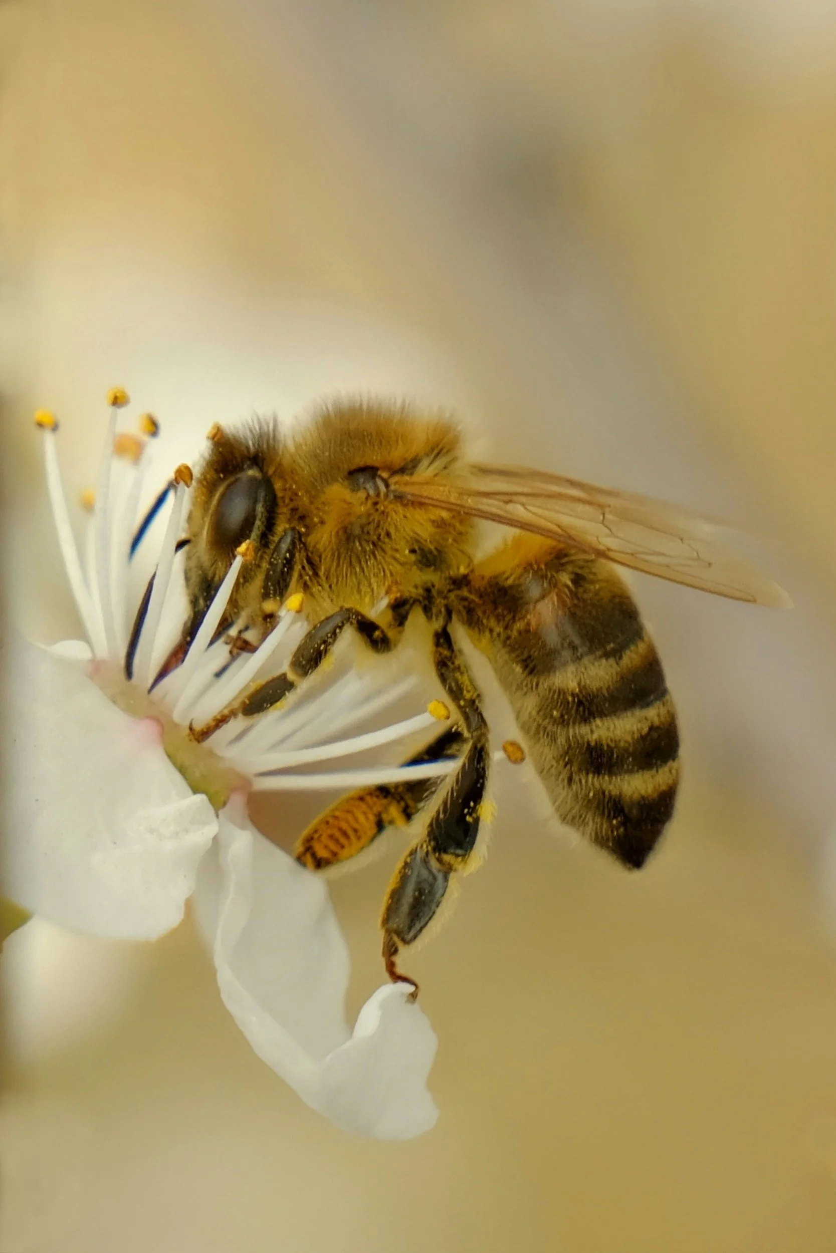 Close-up of a bee on a white flower collecting nectar and pollen.