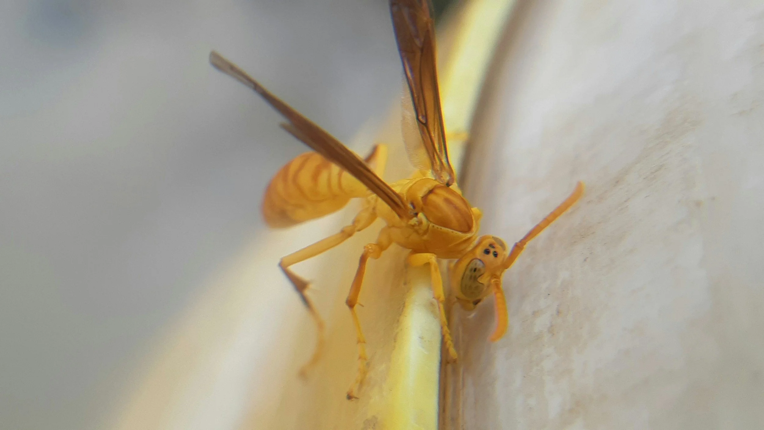 Close-up of a yellow wasp on a light-colored surface.