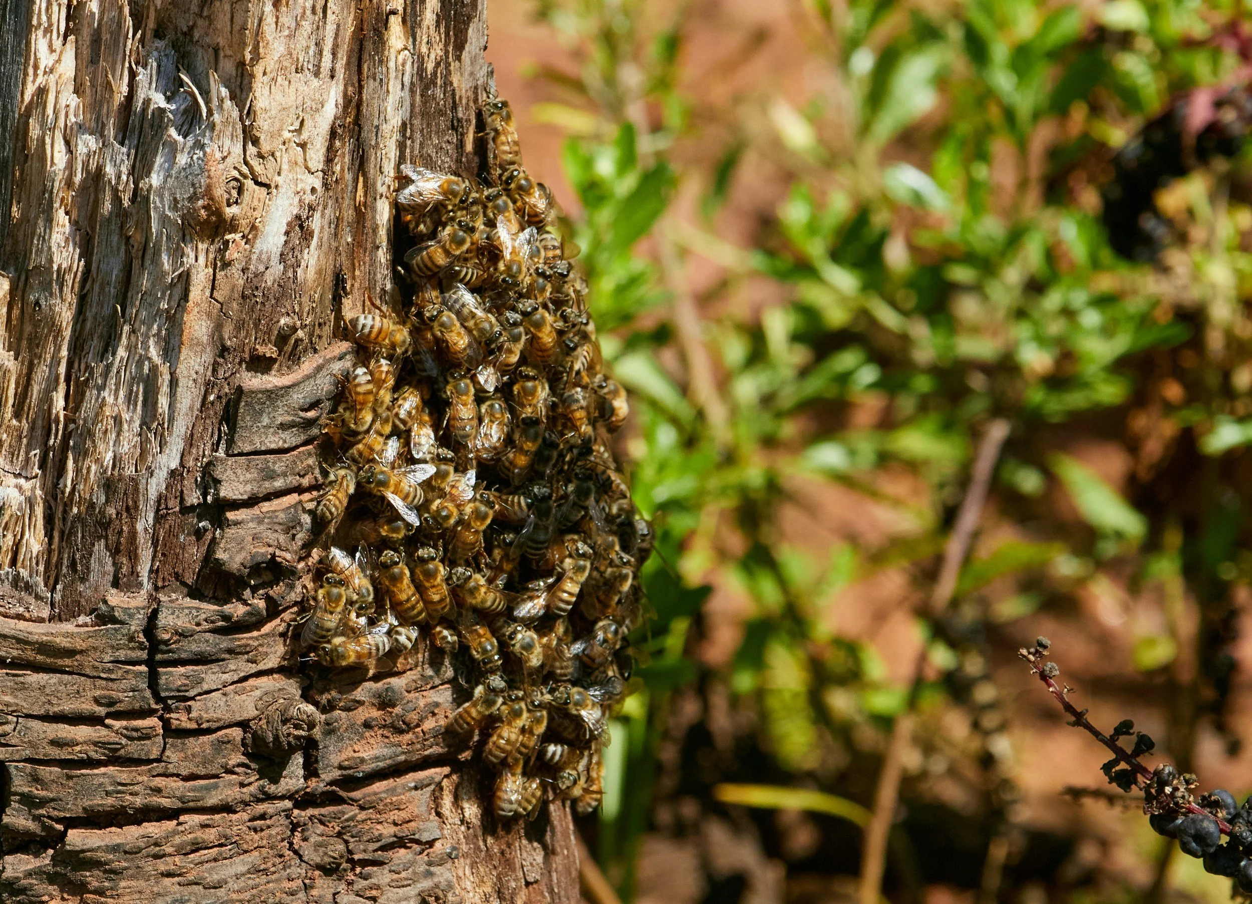 Close-up of a honey bee colony on a tree trunk with green foliage in the background.