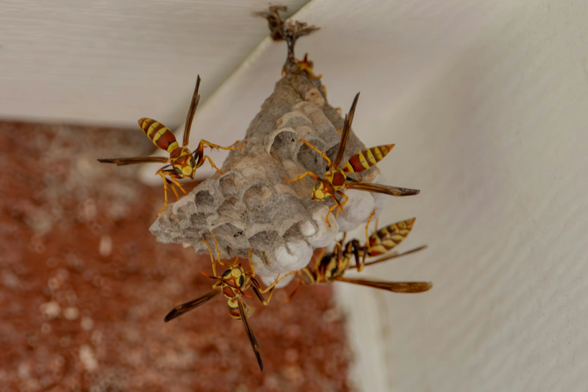 Group of paper wasps on hive outside Arizona home