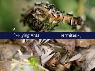 How to Spot the Difference Between Flying Ants and Termites