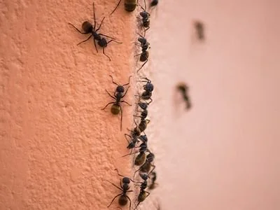 Ant Infestations Rising in Eastmark Mesa Homes This Spring