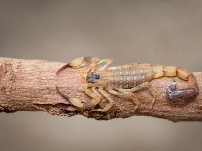 What To Do If Stung By Scorpion - How to Identify Scorpion Sting