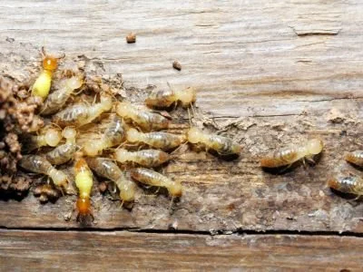 4 Natural Termite Treatment Methods