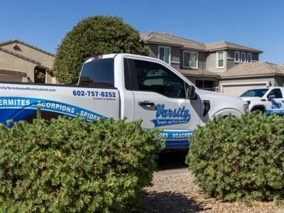 Why San Tan Valley Homes Need Pest Control in Late Summer
