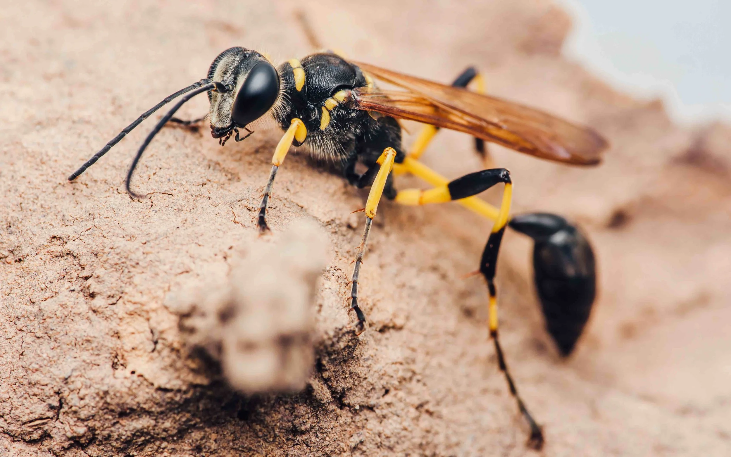 Close-up of a wasp on a sandy surface, showing its black and yellow body, large black eyes, and transparent brown wings.