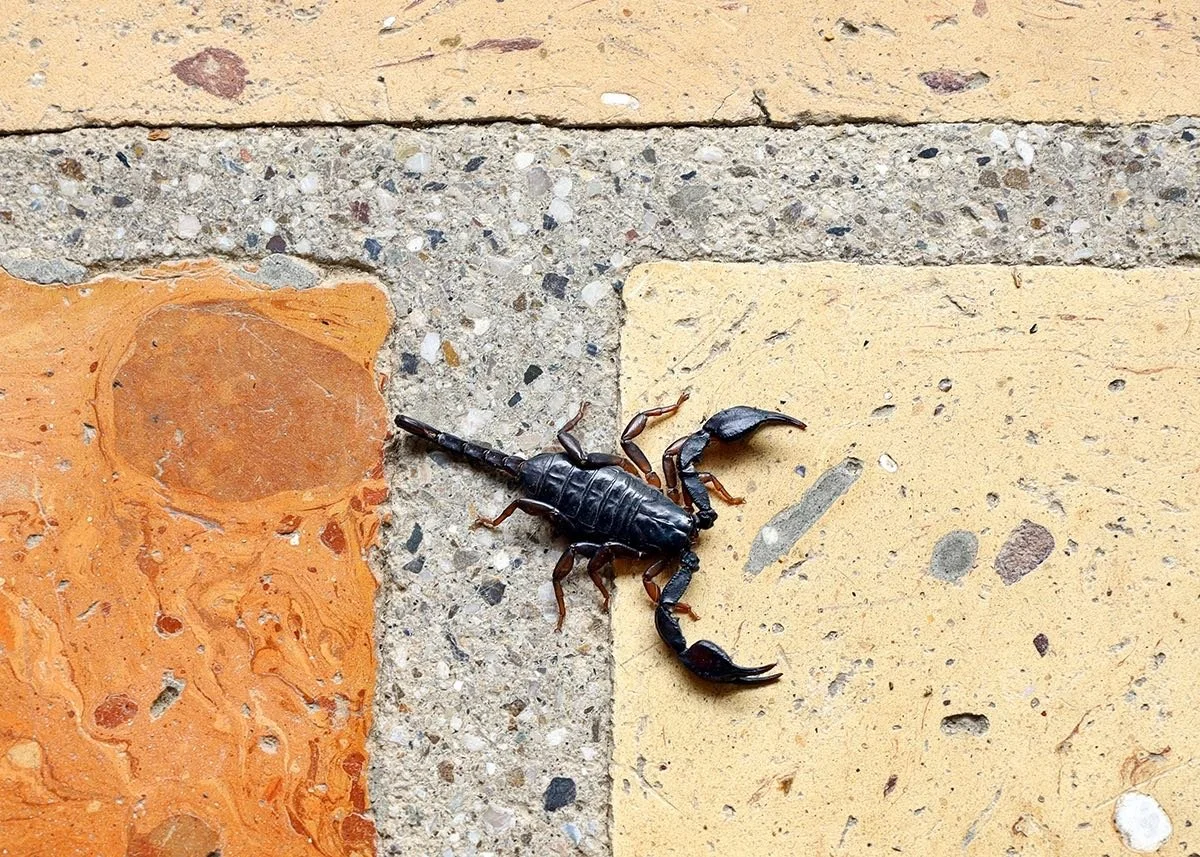 Scorpion on speckled concrete