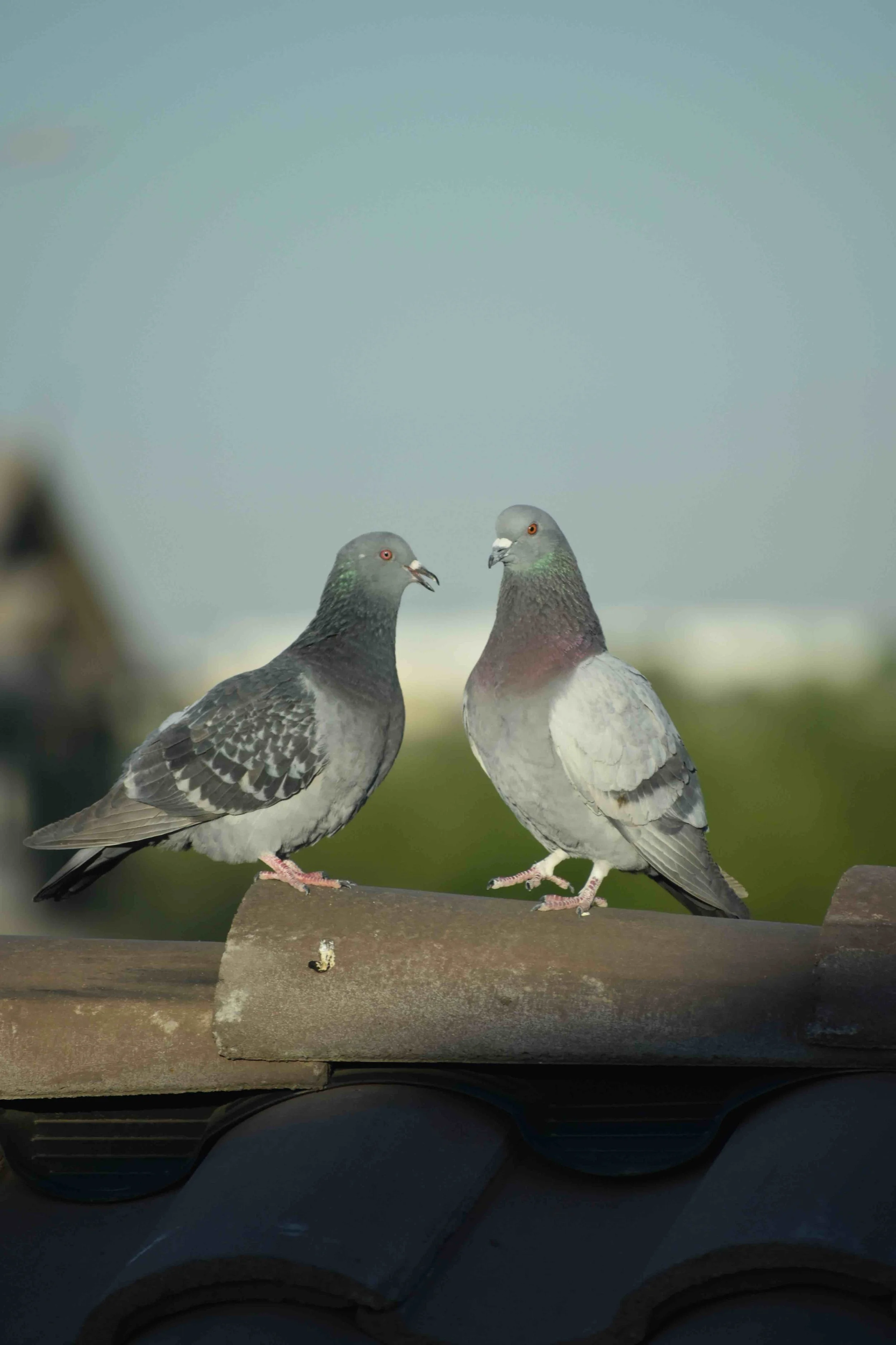 Two pigeons next to each other on a roof in Arizona