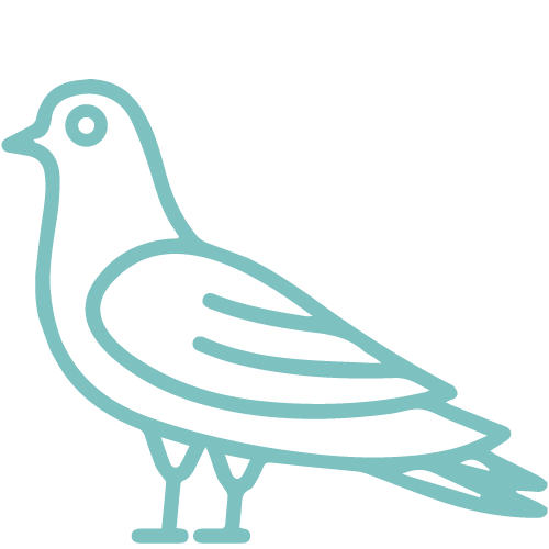 Turquoise pigeon icon