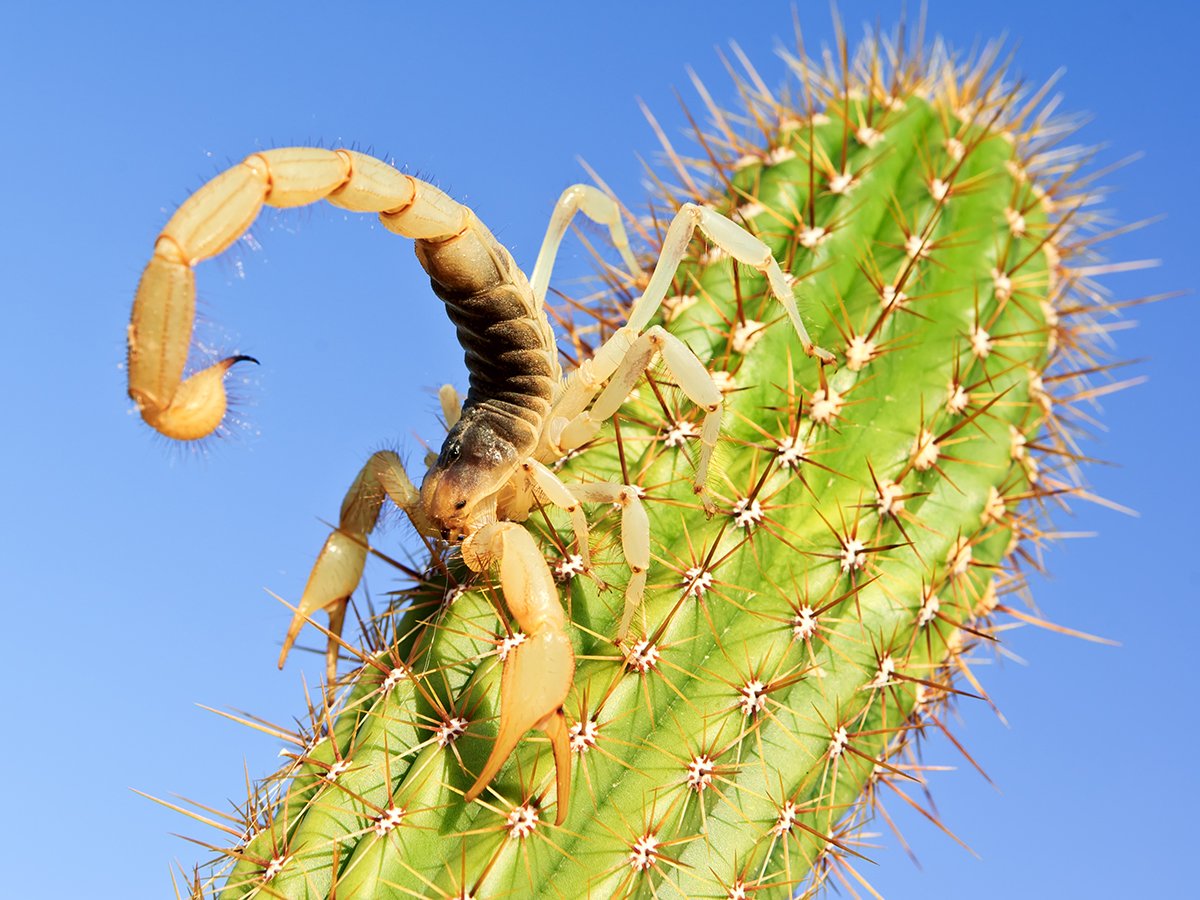 Yellow scorpion on green cactus against blue sky