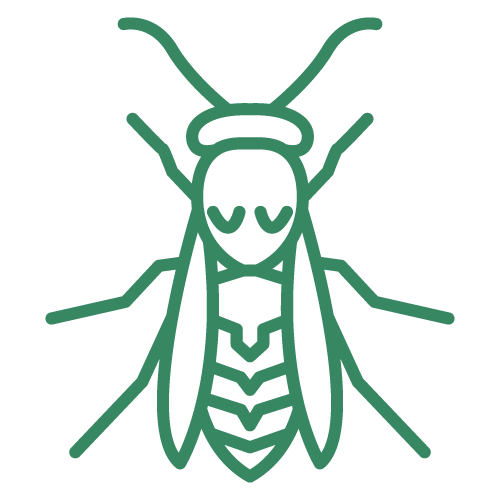 Bee-Wasp---Green.png