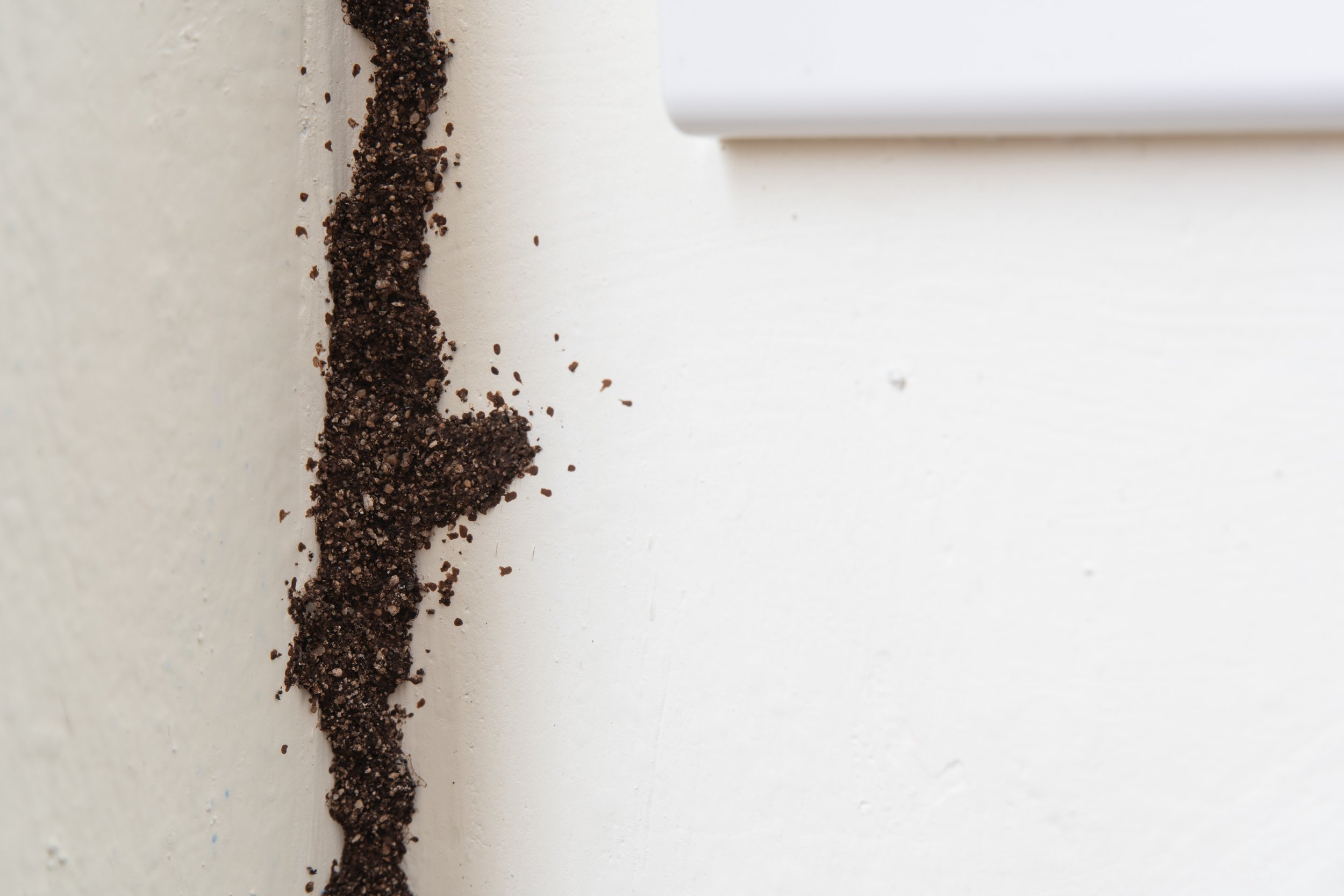 Termite mud tube running along white wall