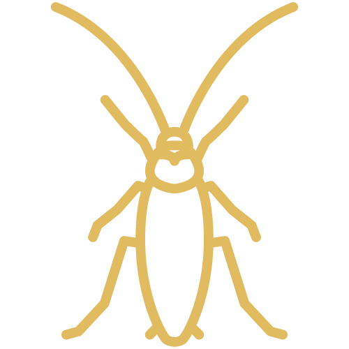 Roach---Yellow.png
