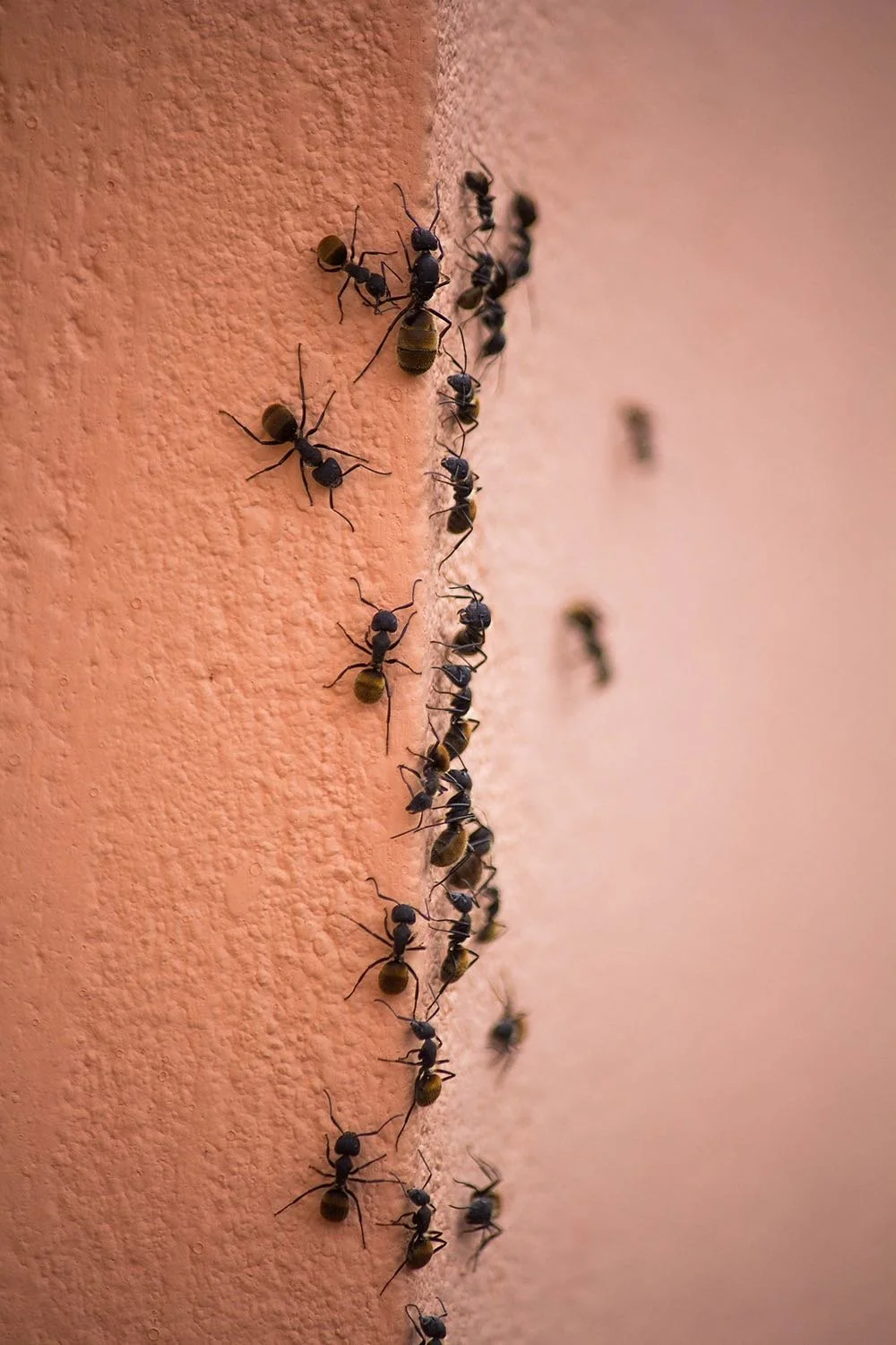 Black ants climbing on orange outside wall