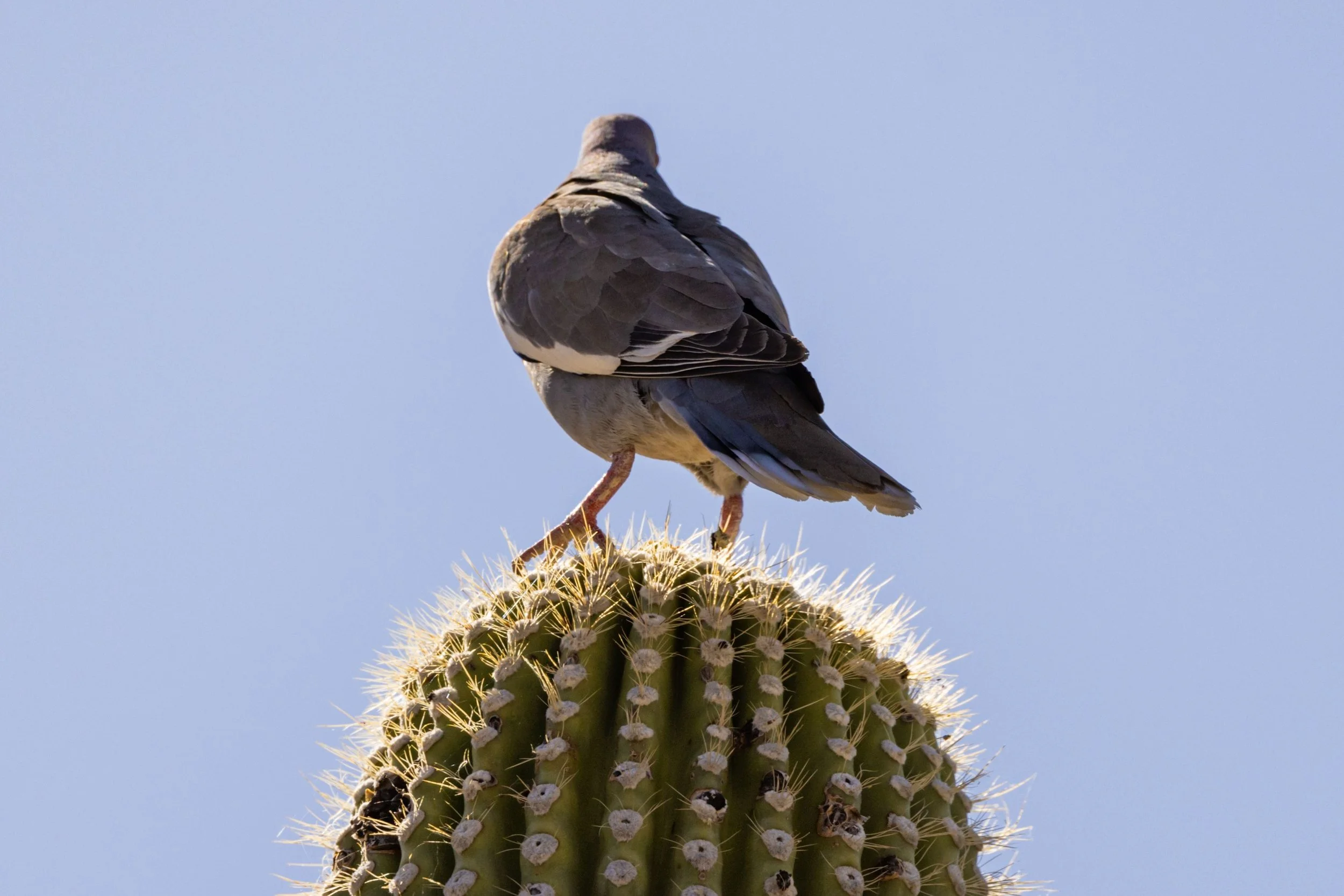 Pigeon standing on cactus