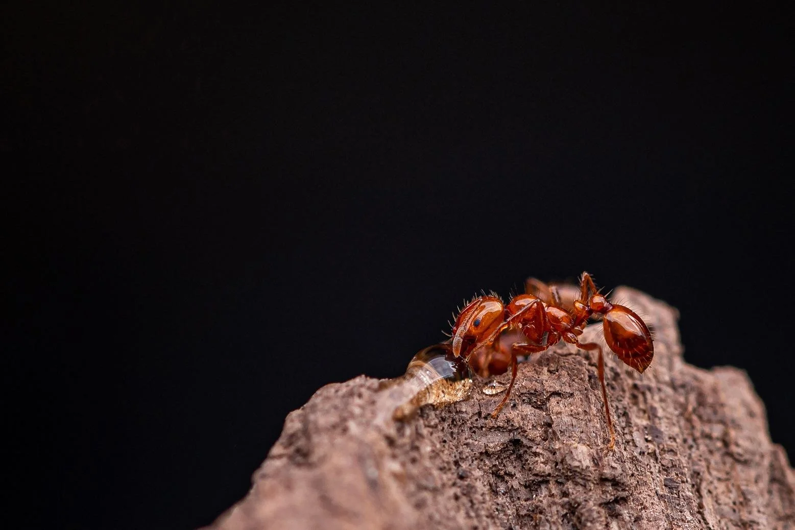 Fire ant closeup