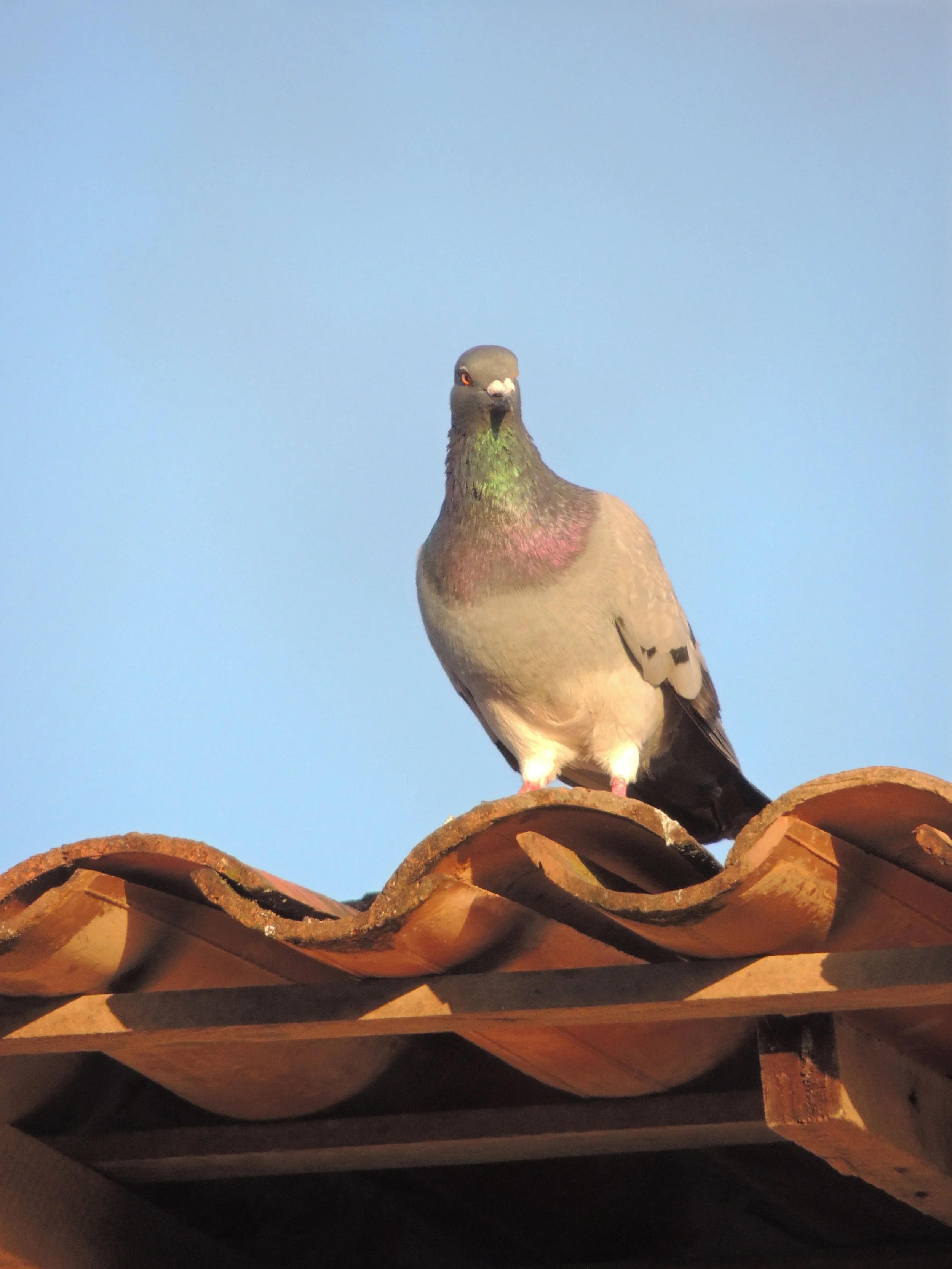 Pigeon perched on red orange roof in Arizona