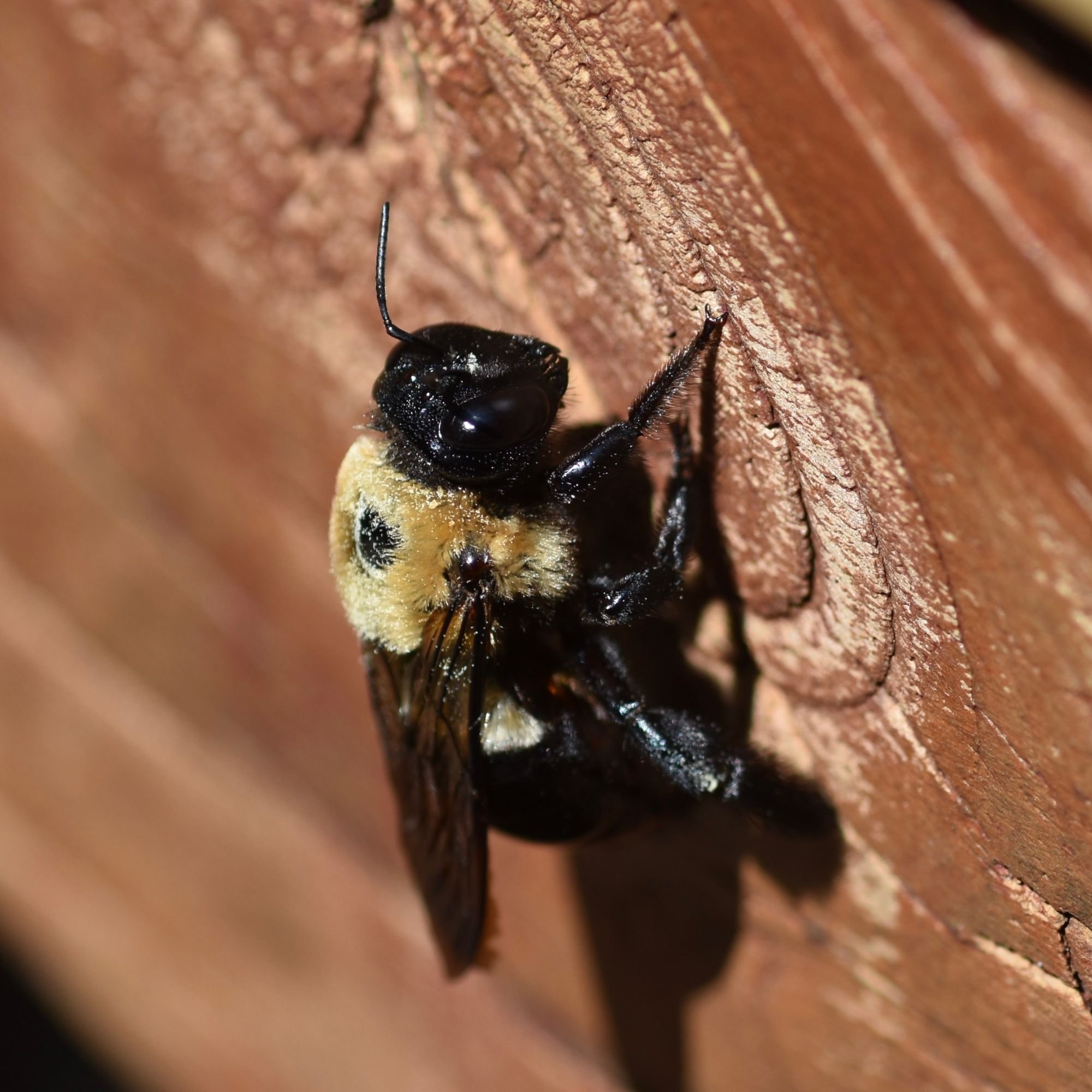 Close-up of a bee on a wooden surface.