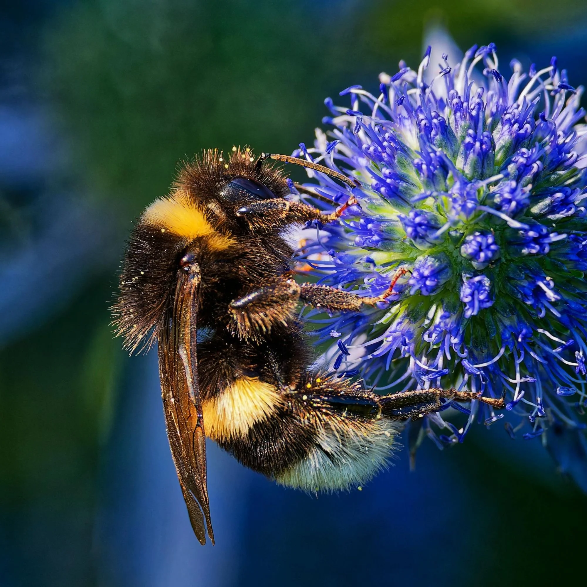 Close-up of a bee collecting pollen from a purple flower.
