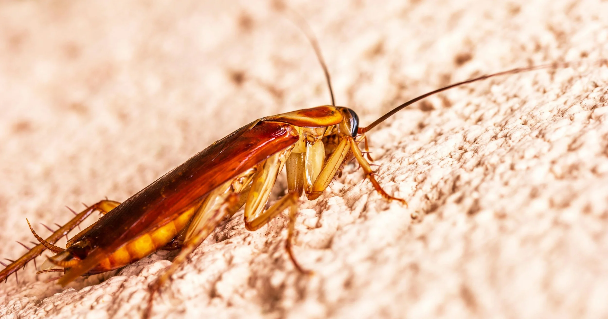 A Comprehensive Guide to Cockroach Infestations — Varsity Termite ...
