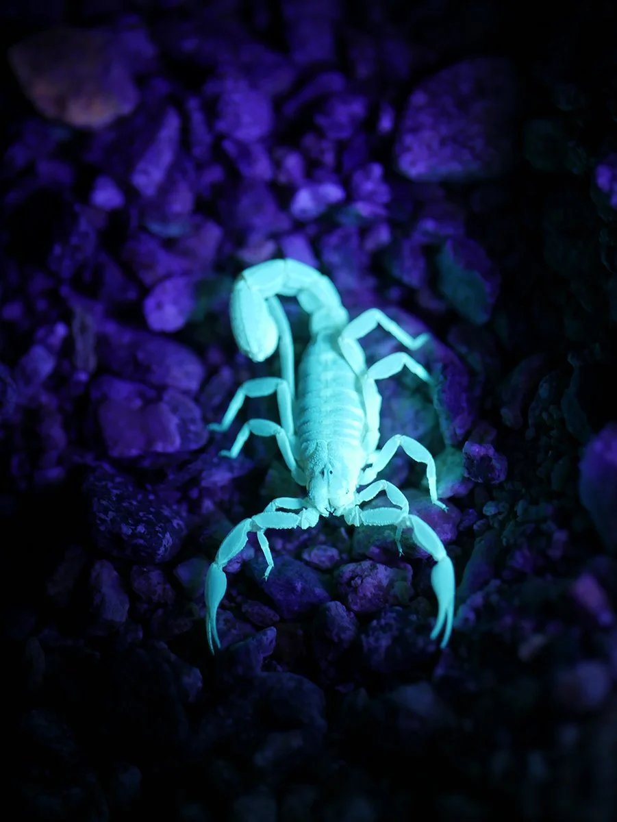 Scorpion glowing in the dark at night
