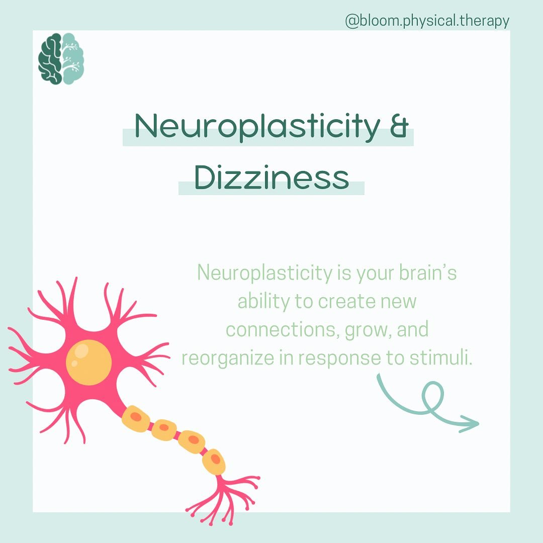 Neuroplasticity and Dizziness:

Neuroplasticity is your brain&rsquo;s ability to create new connections, grow, and reorganize in response to stimuli.

Neuroplasticity can help to explain one way that chronic dizziness (like PPPD) develops and how it&