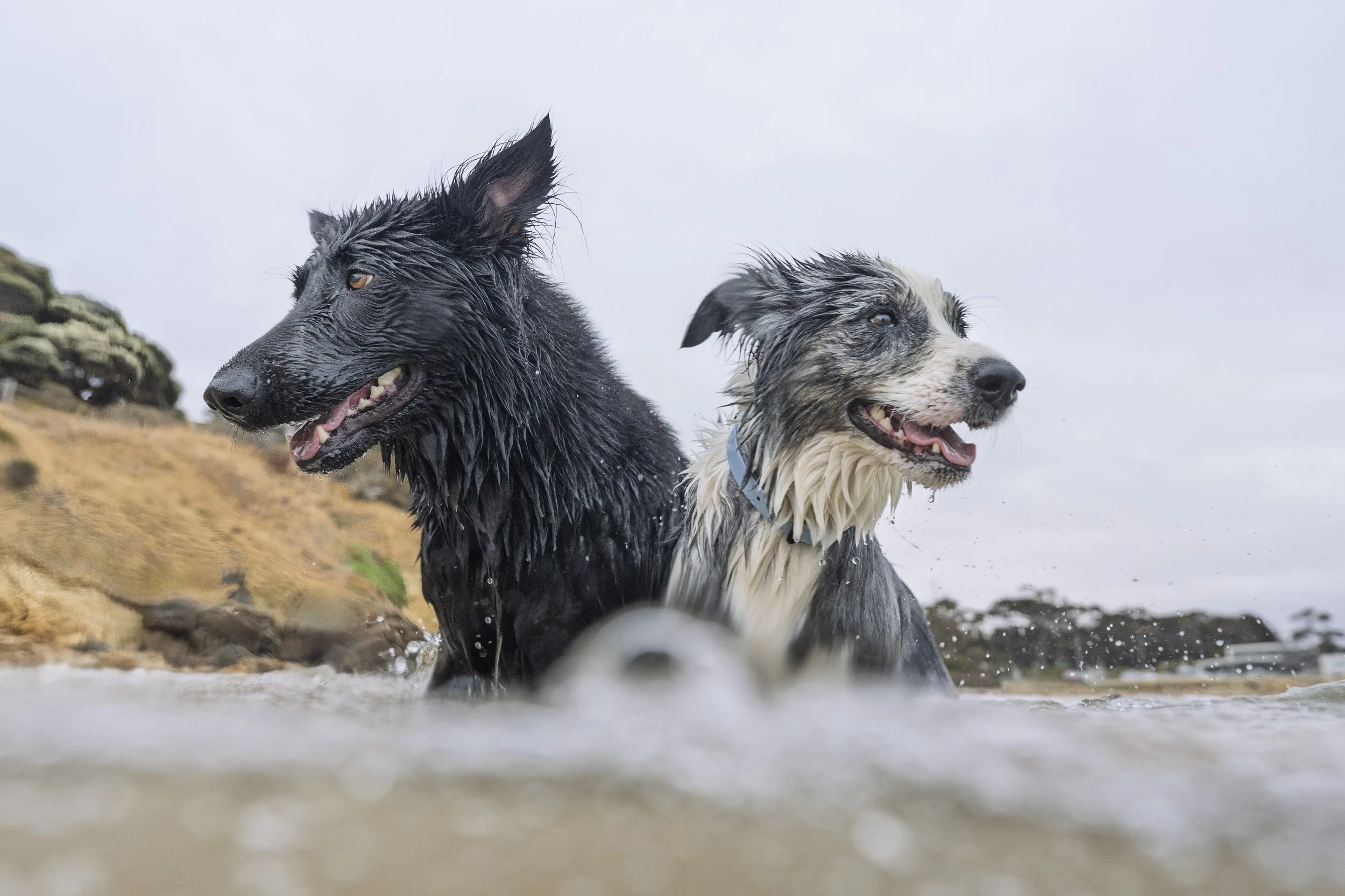Autumn Beach Dog Photography on the Surf Coast