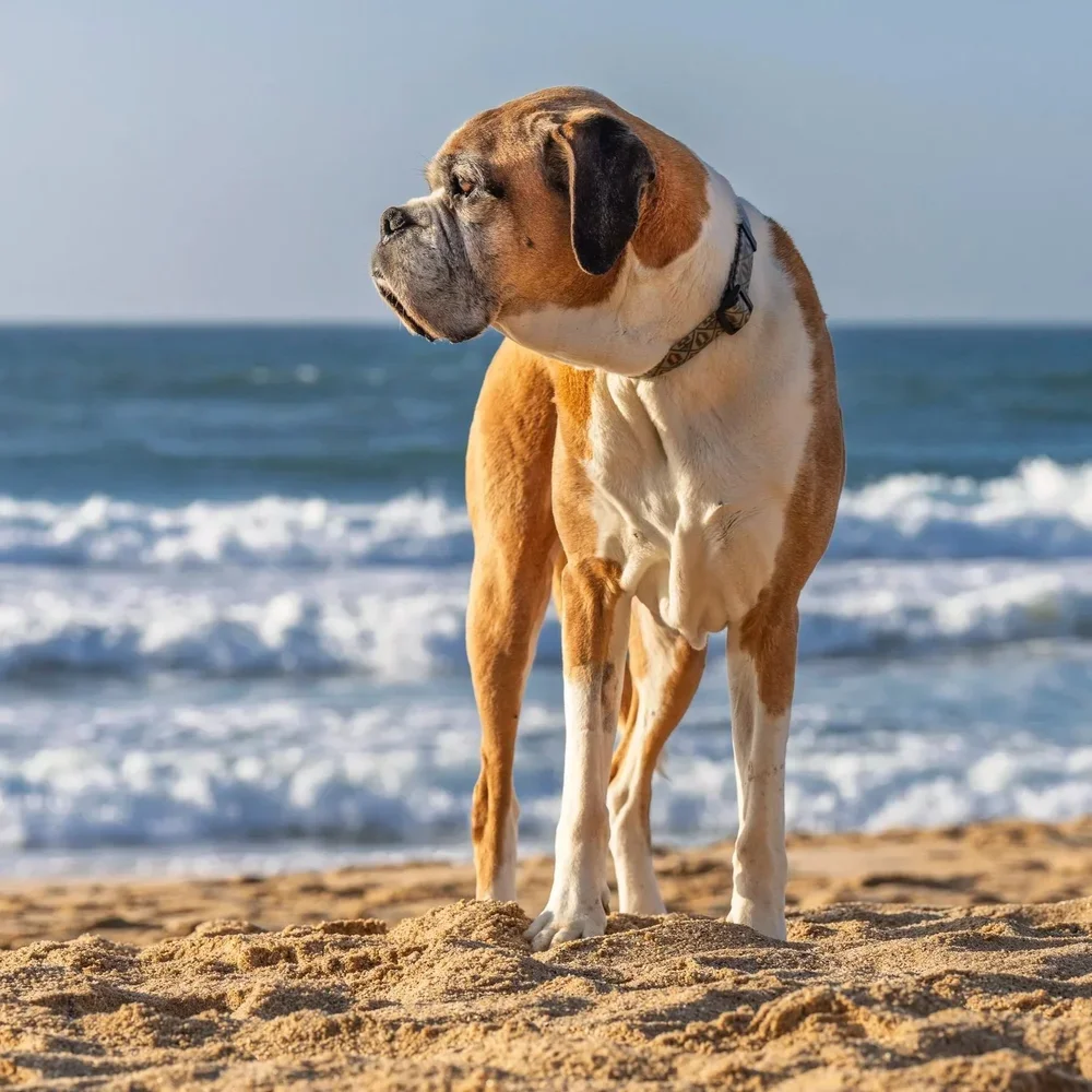 Winter Dog Photography Sessions on the Surf Coast &amp; Geelong – Special Offer Supporting GAWS