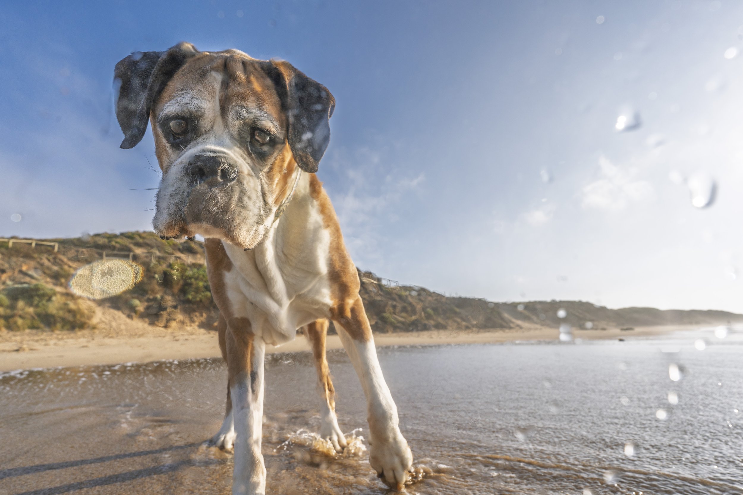 Dog on beach in water