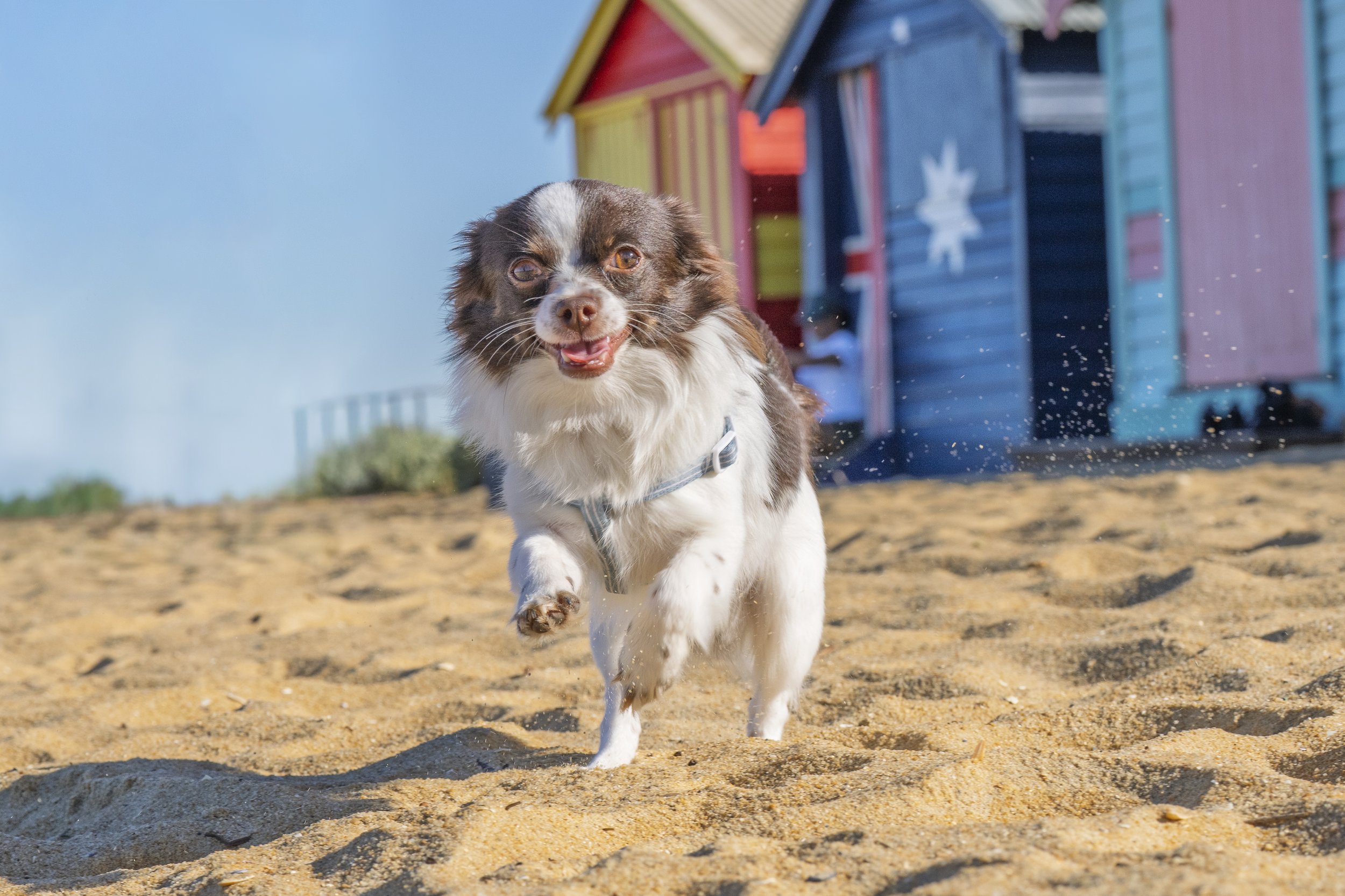 Dog jumping with joy on beach in front of Brighton Bathing Boxes