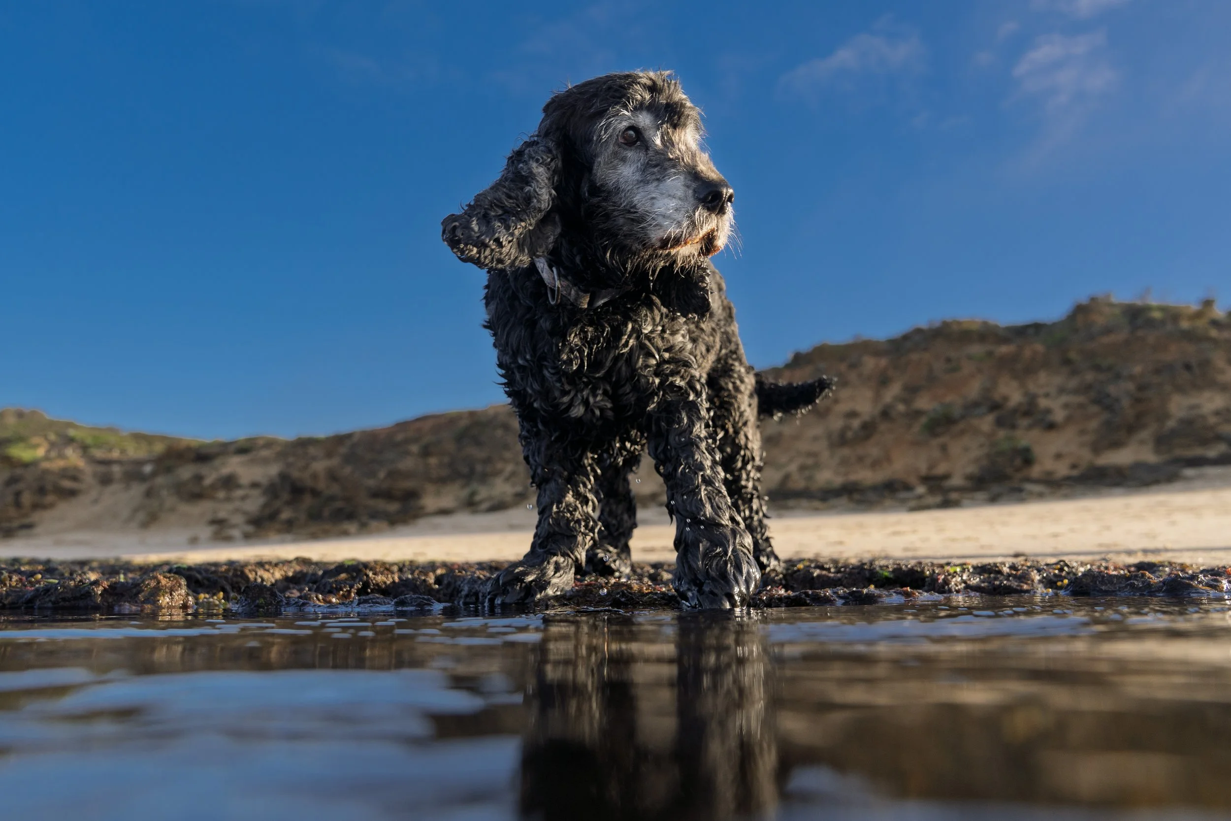 Buster-29.jpg