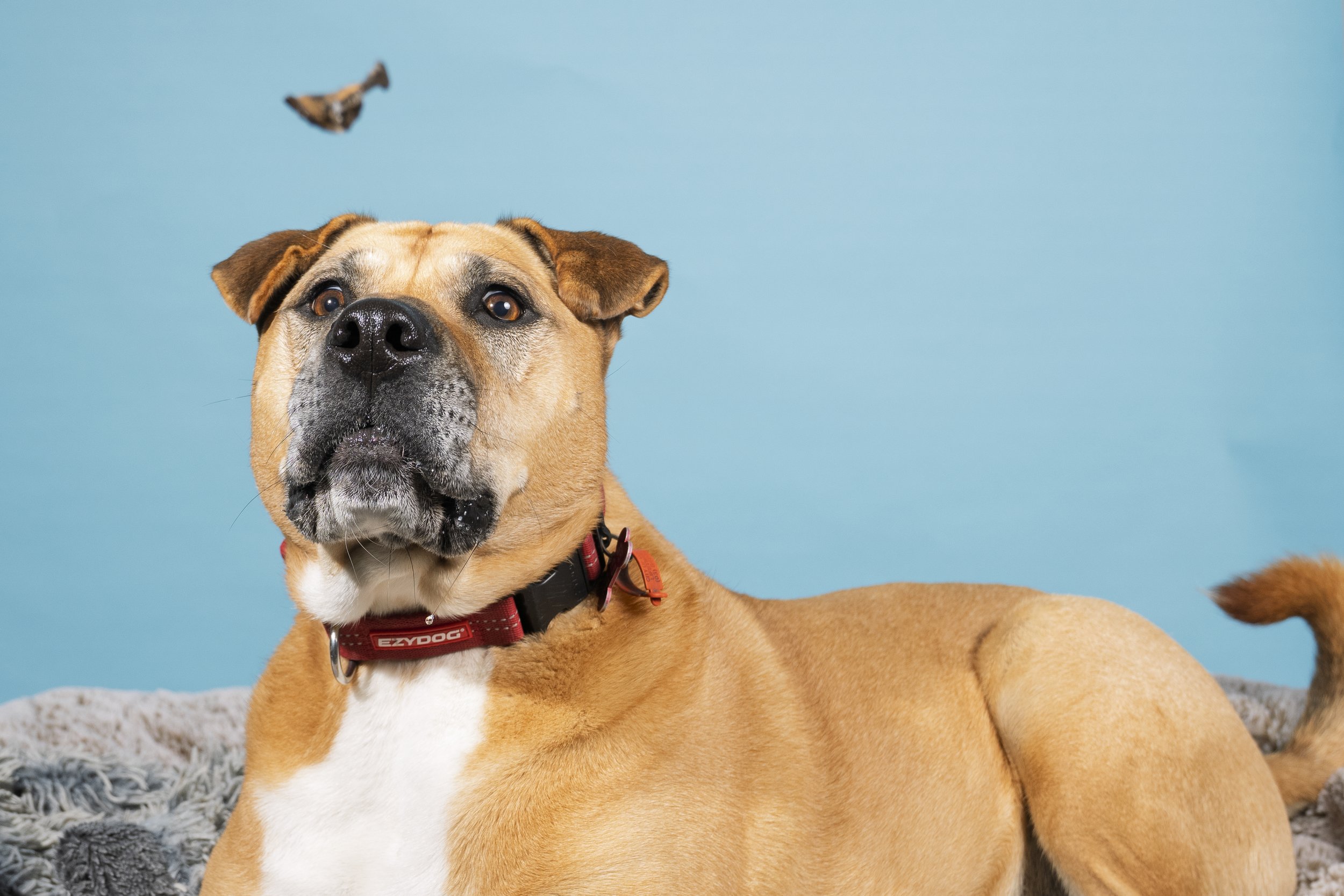 Studio dog photography mobile