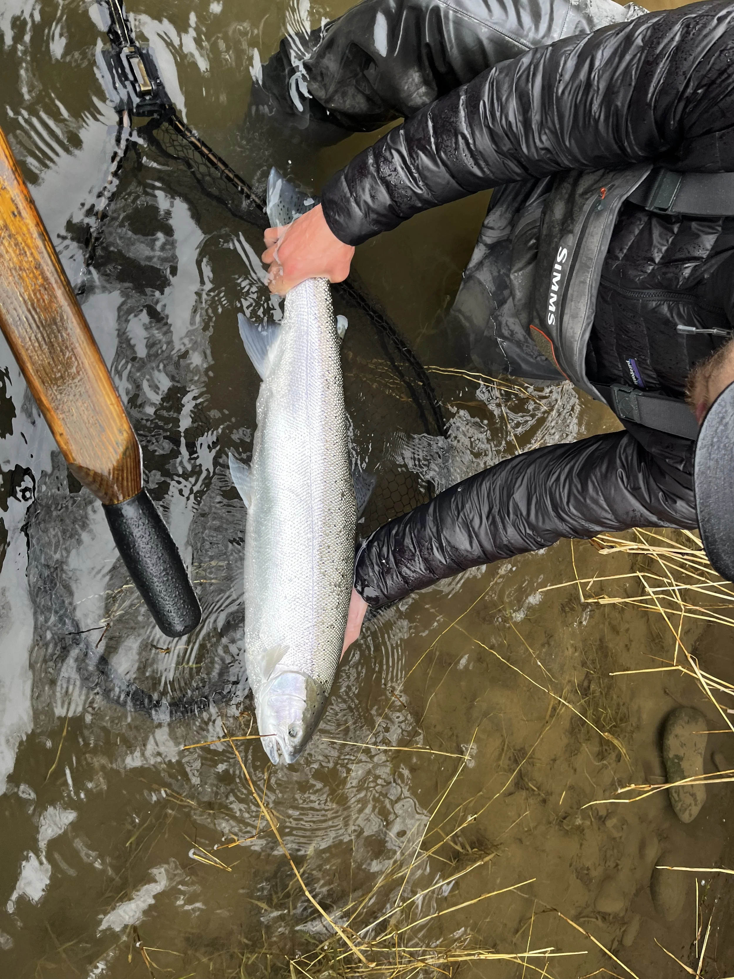 Winter Steelhead Fishing in Washington: Lessons from a Lifetime on the Olympic Peninsula