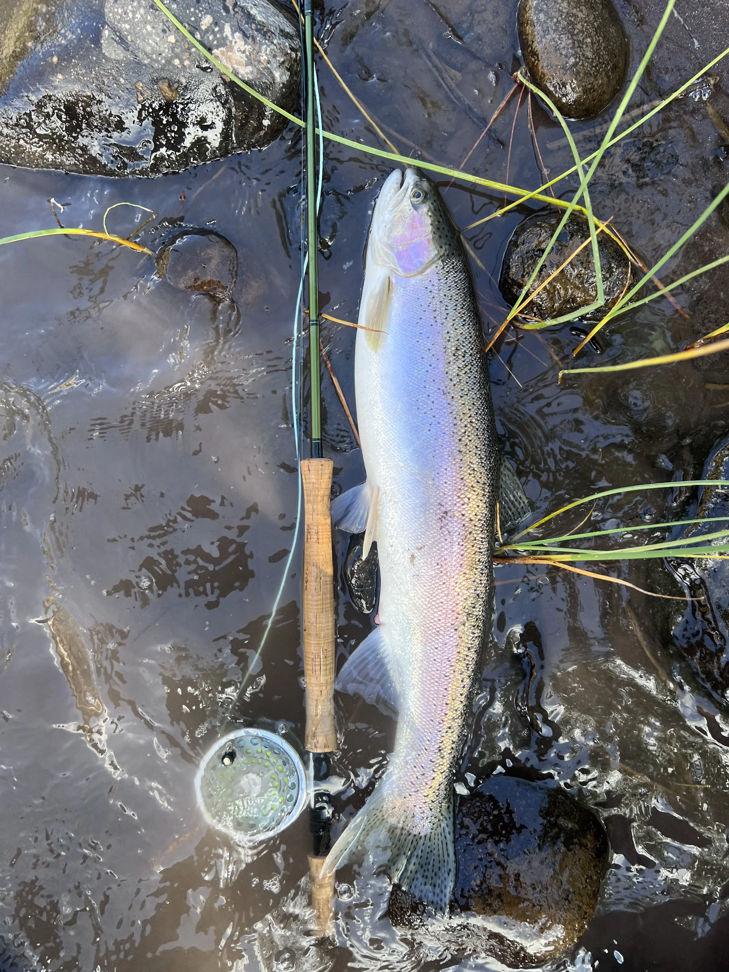 Olympic Peninsula Fly Fishing Guide Washington Anadromy Fly Fishing
