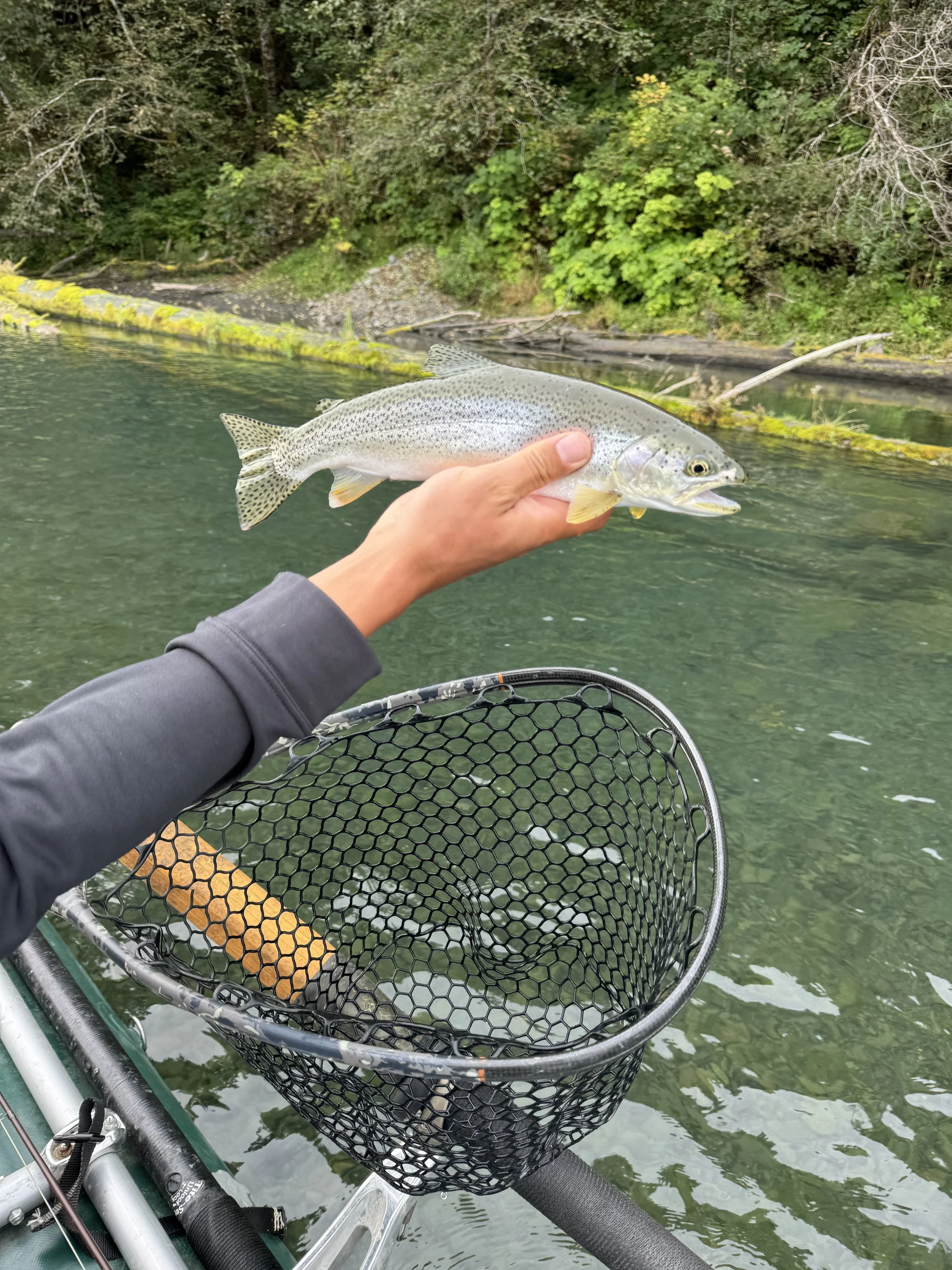 Lake Crescent Fish: What Lives Beneath One of Washington’s Deepest Lakes