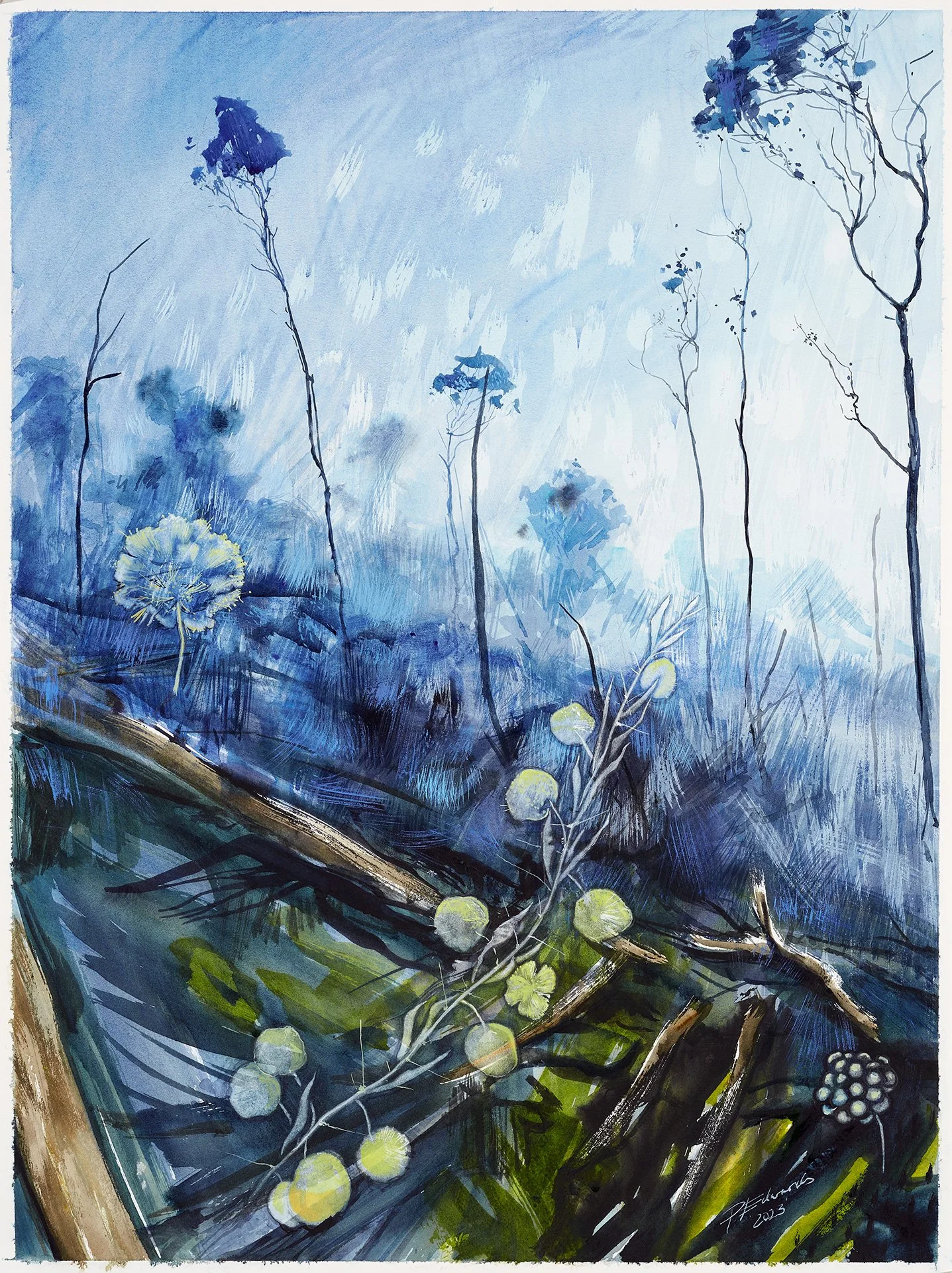 PHILLIP EDWARDS | Blue Birth III – Acacia