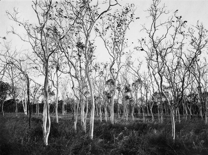 WILLIAM YANG | The Country Around Dimbulah #6 1990