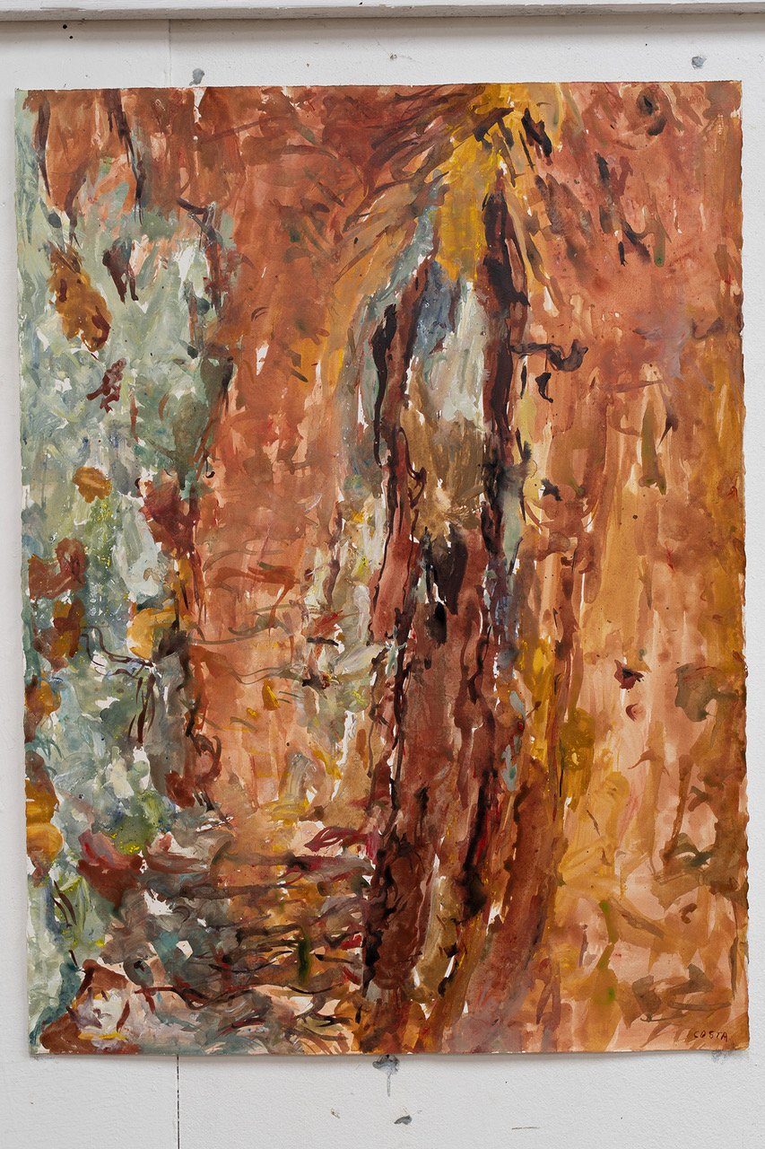 Tony Costa_Angophora No 23.jpeg