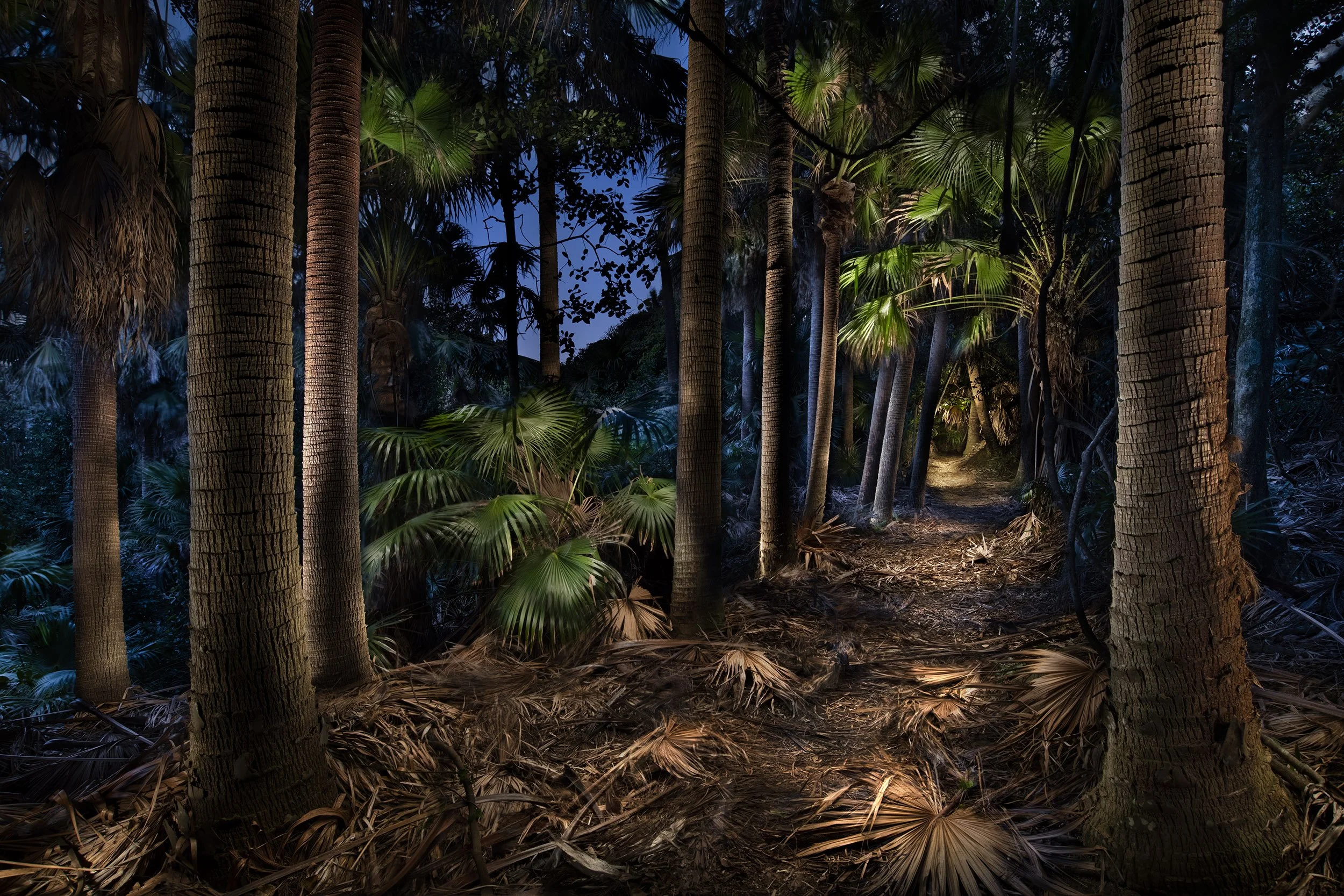 27_200704_WONDERLAND_#4_PALM_GULLY_MIDRES.jpg