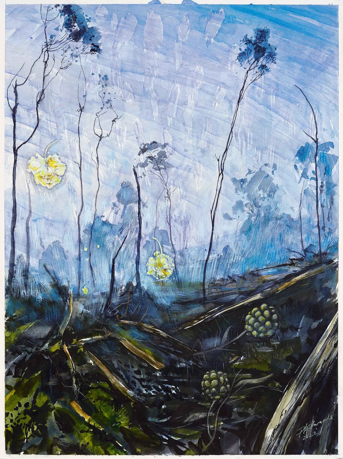 PHILLIP EDWARDS | Blue birth – Paradox Acacia