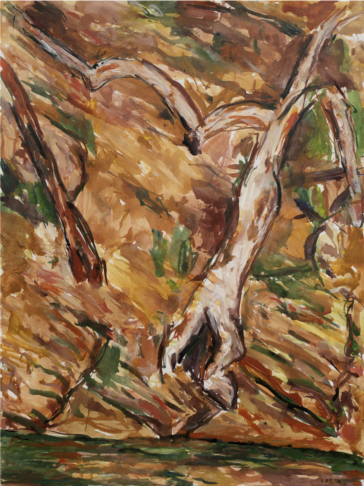 Tony Costa_Angophora No 18.png
