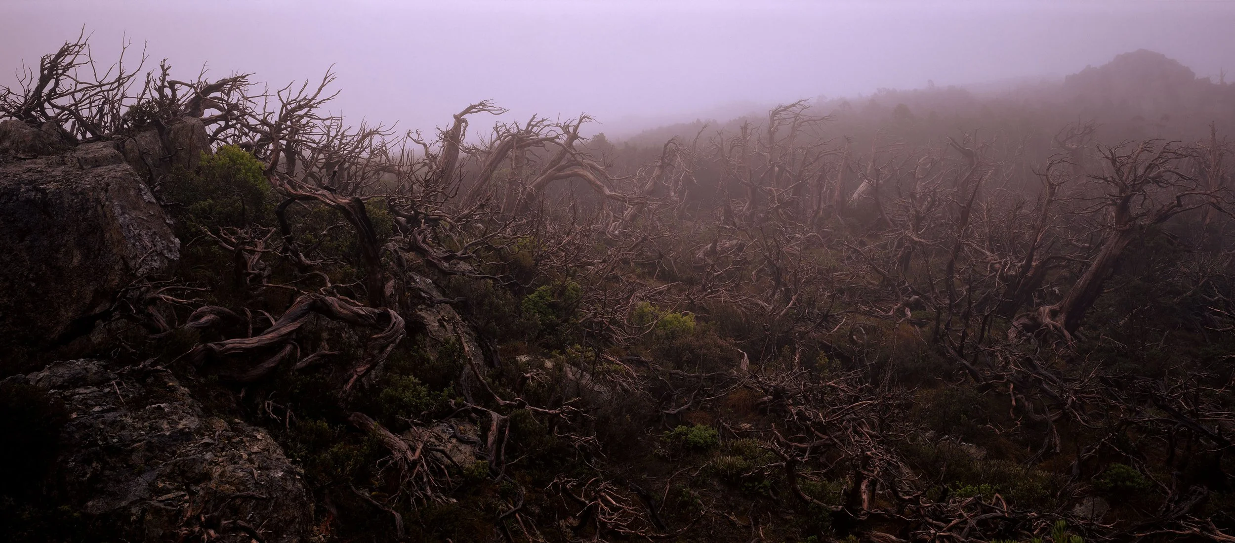 Peter Solness | Fire damaged Huon pine (Lagarostrobos franklinii) Mt Read, west coast Tasmania – 1997