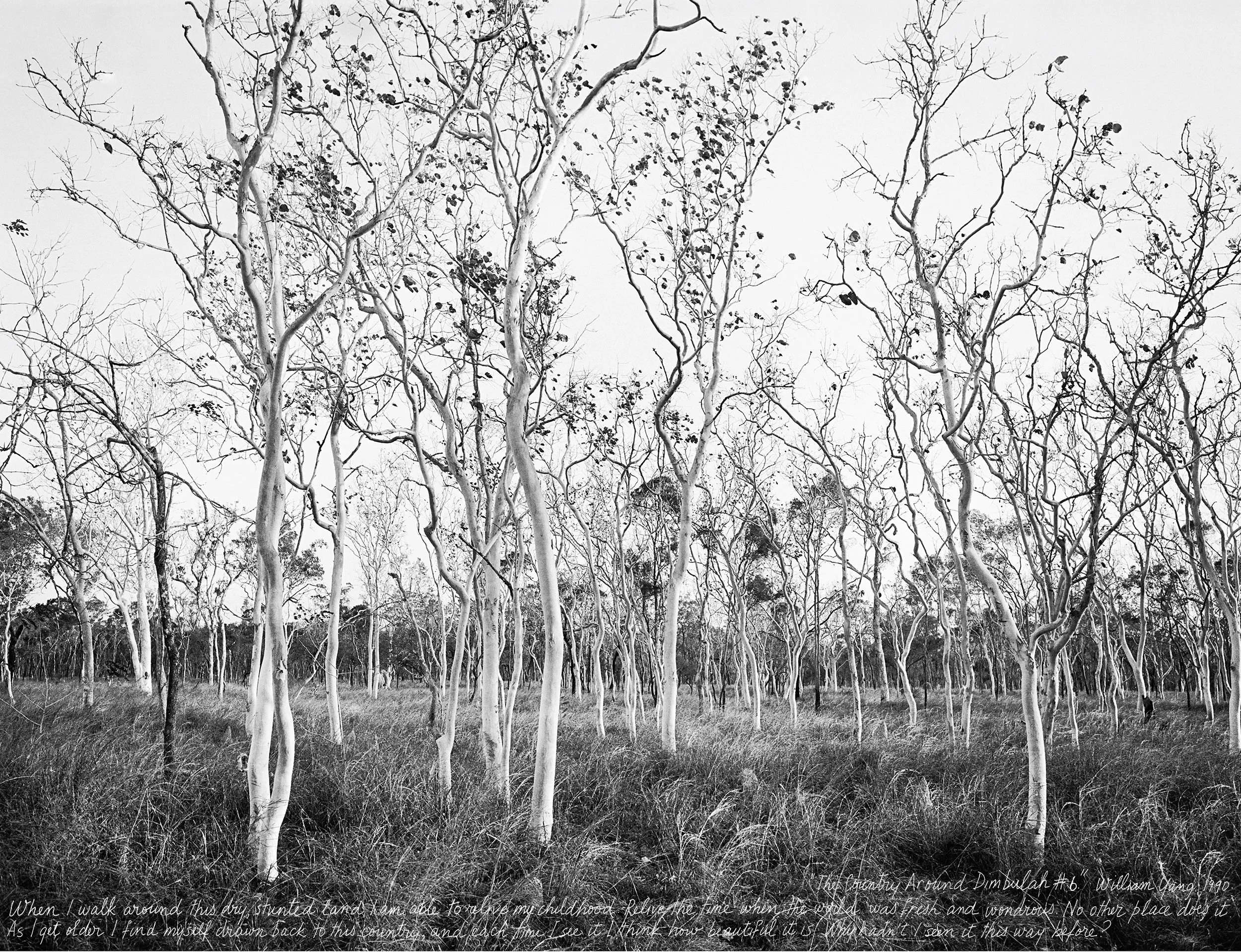 WILLIAM YANG | The Country Around Dimbulah #6 1990