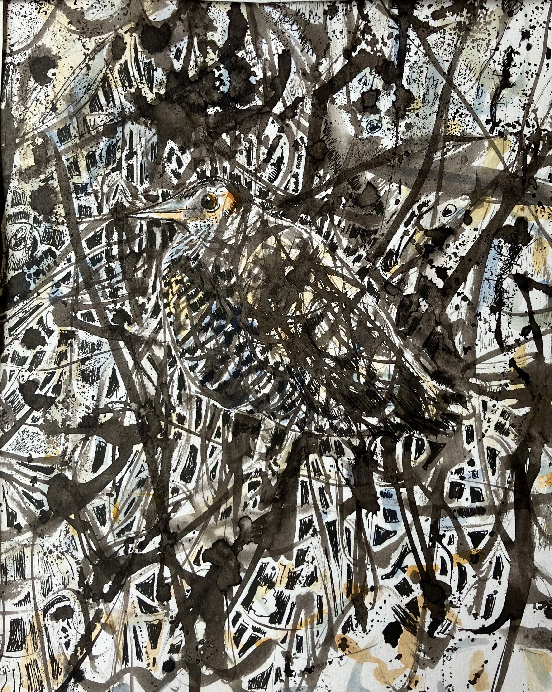 PATRICK SHIRVINGTON | Buff-banded rail