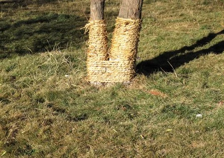 JASON WING | Nature vs Nurture