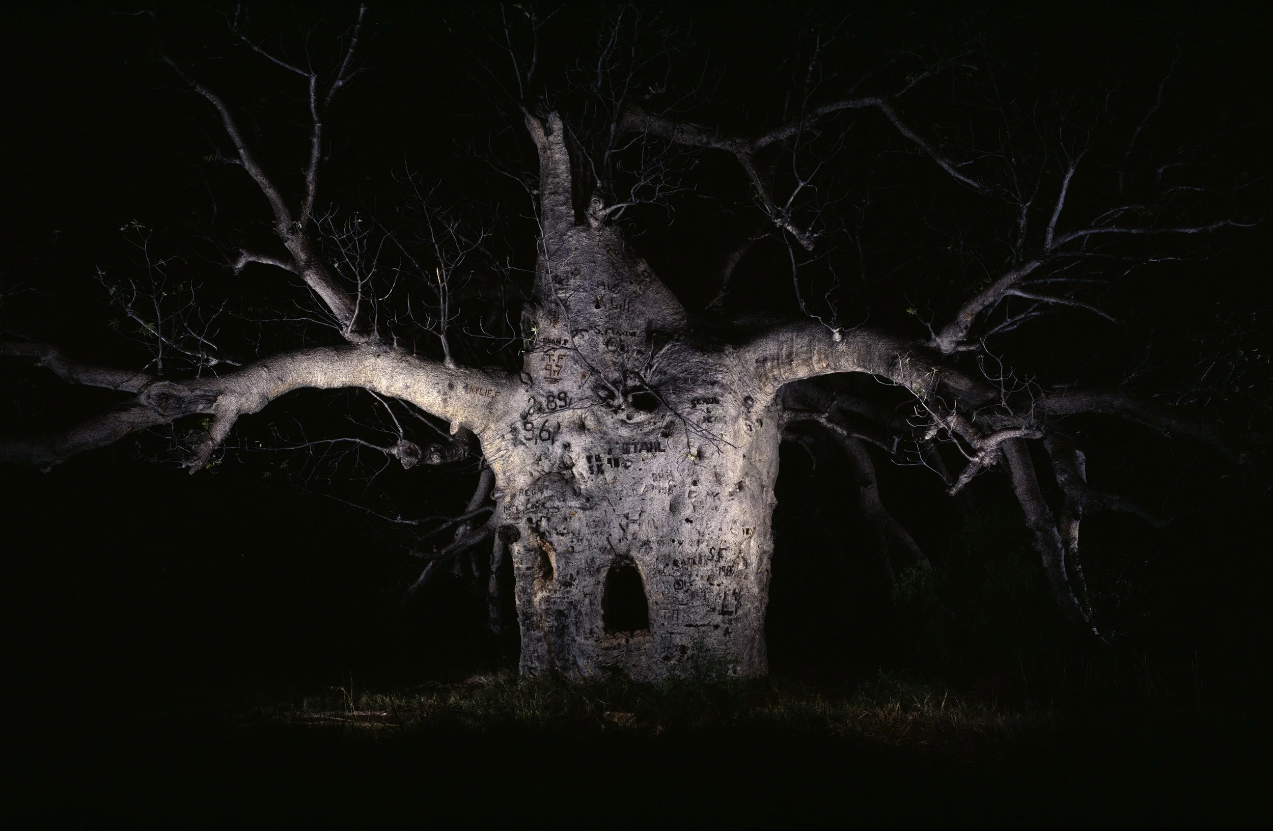 14_PRISON_TREE_MIDRES.jpg
